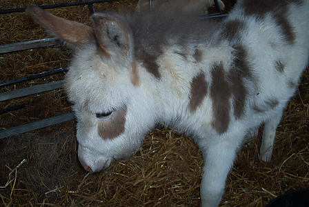 baby_donkey.jpg (34 KB)