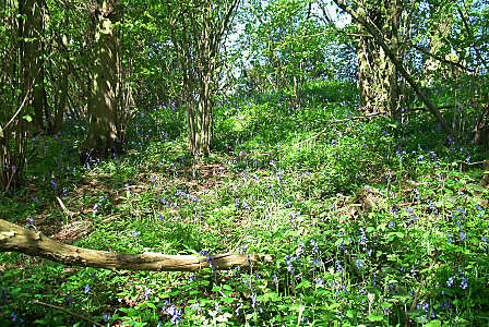 bluebell_wood2.jpg (66 KB)