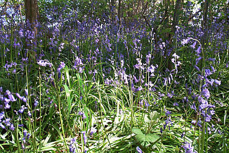 bluebells2.jpg (58 KB)