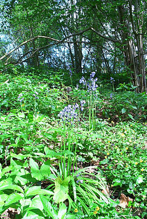 bluebells4.jpg (61 KB)