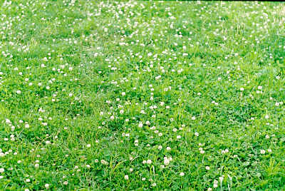 clover_in_pasture.jpg (37 KB)