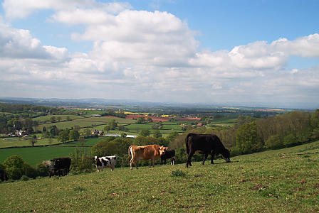 cows_view.jpg (33 KB)