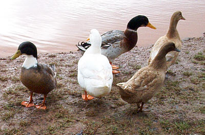 ducks.jpg (34 KB)