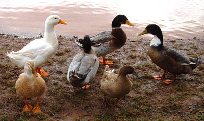 ducks_2.jpg (32 KB)