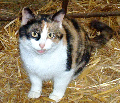 farm_cat.jpg (34 KB)