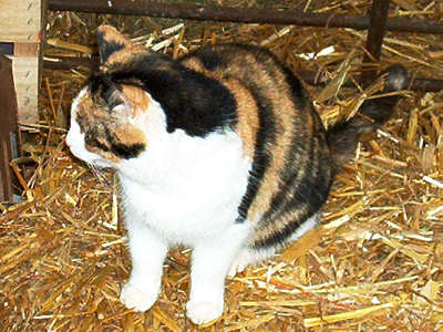 farm_cat_2.jpg (34 KB)