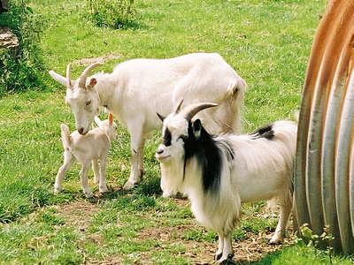 goat_family.jpg (34 KB)