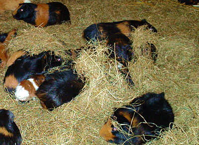 guinea_pigs.jpg (35 KB)