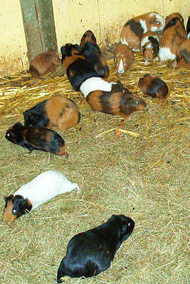 guinea_pigs_2.jpg (34 KB)