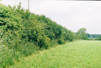 hedgerow_2.jpg (34 KB)