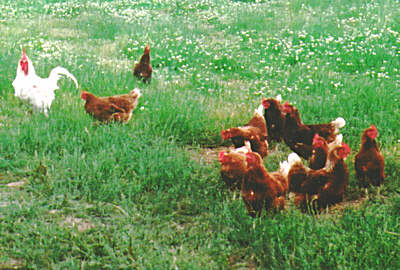 hens_with_cockerel.jpg (34 KB)