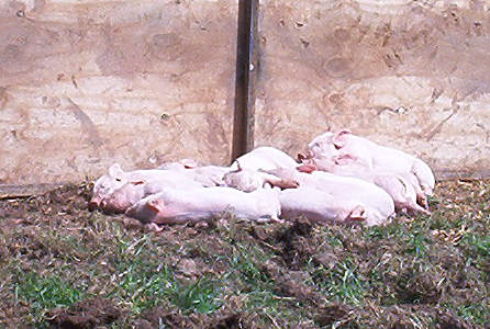 piglets_asleep.jpg (37 KB)