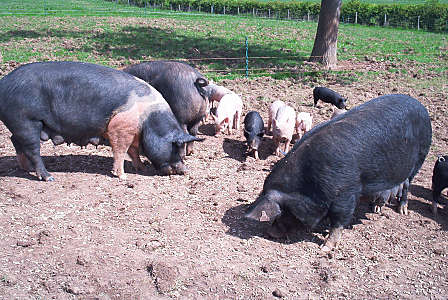 pigs_piglets.jpg (45 KB)