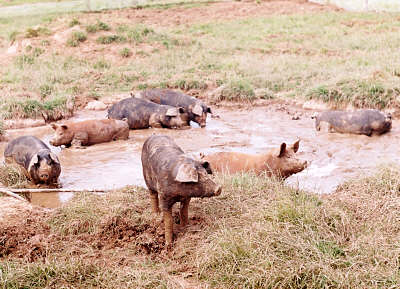 pigs_wallowing.jpg (33 KB)