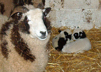 sheep_with_lambs.jpg (33 KB)