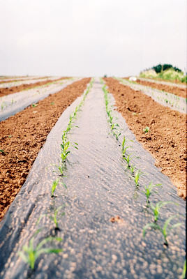 sweetcorn_shoots.jpg (32 KB)