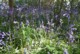 bluebells2.jpg (58 KB)