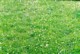 clover_in_pasture.jpg (37 KB)