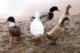 ducks.jpg (34 KB)