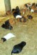 guinea_pigs_2.jpg (34 KB)