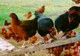 hens_on_walkway.jpg (32 KB)