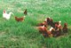 hens_with_cockerel.jpg (34 KB)