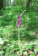 wild_orchid.jpg (62 KB)