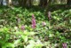 wild_orchids2.jpg (56 KB)