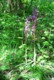 wild_orchids3.jpg (56 KB)