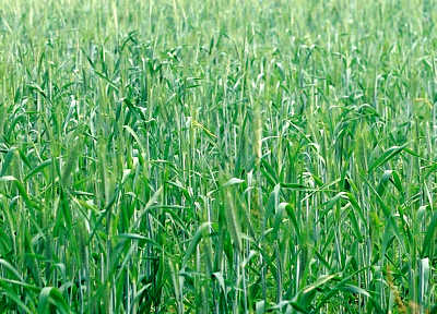 triticale.jpg (35 KB)