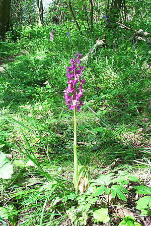 wild_orchid.jpg (62 KB)