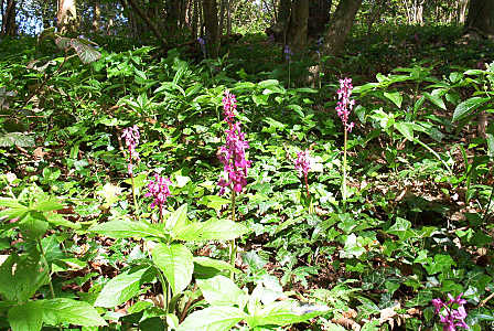 wild_orchids2.jpg (56 KB)