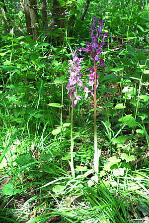 wild_orchids3.jpg (56 KB)