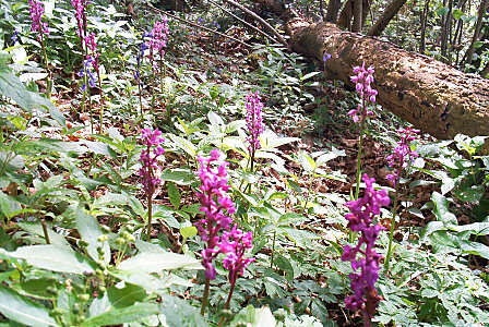 wild_orchids4.jpg (61 KB)