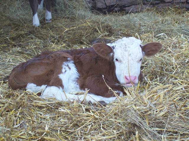 Calf 1.JPG