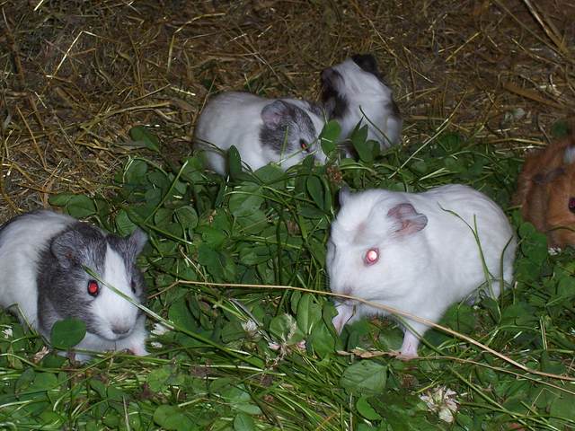 Guinea Pigs 1.JPG