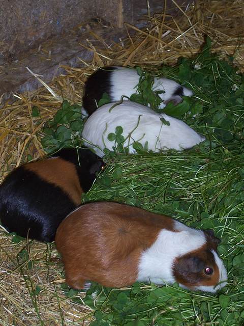 Guinea Pigs 3.JPG