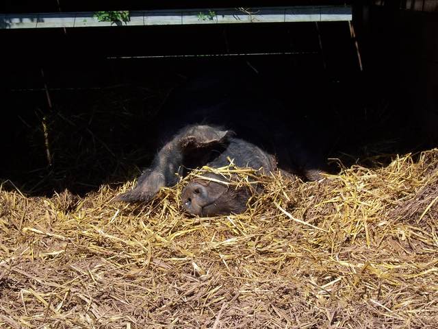 Pig Sleeping.JPG