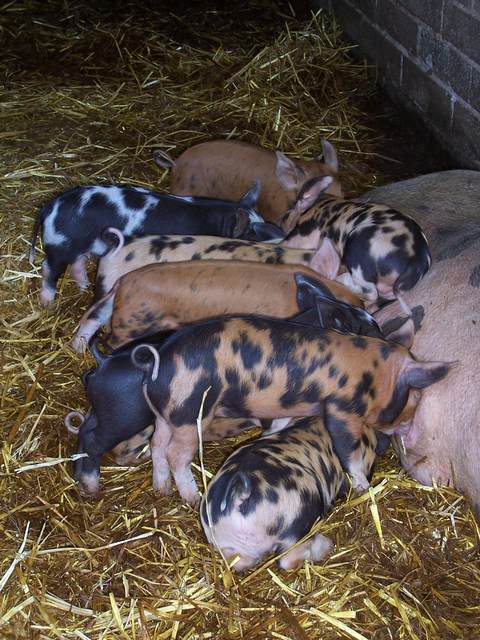 Piglets 1.JPG