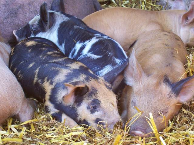 Piglets 3.JPG