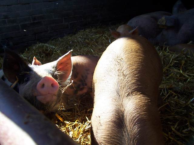 Piglets 4.JPG