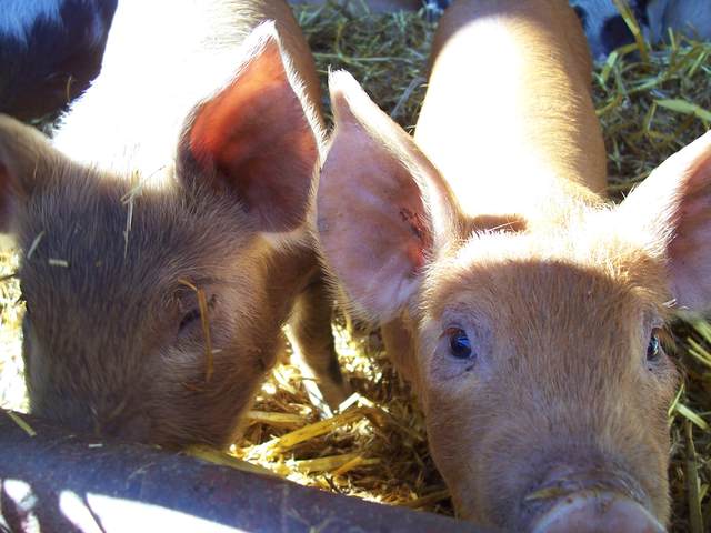 Piglets 5.JPG