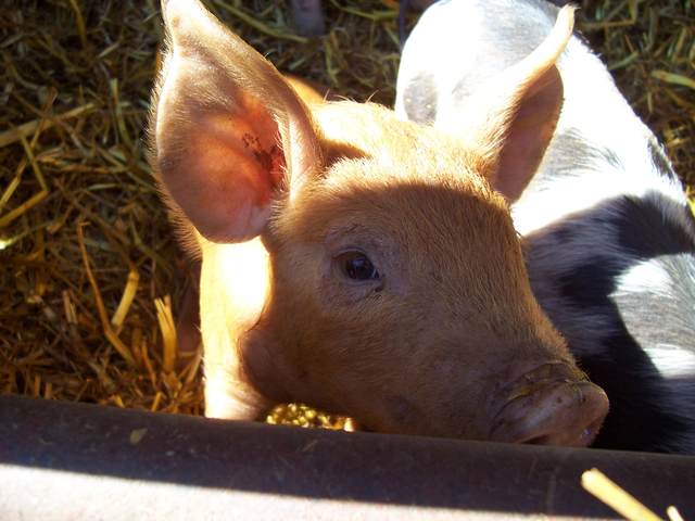 Piglets 6.JPG