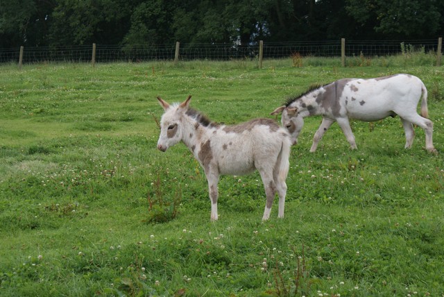 baby-donkey-5.jpg