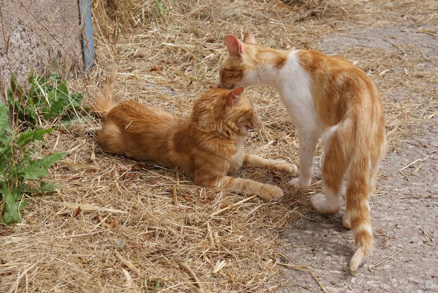 farm-cats-2.jpg