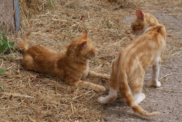 farm-cats.jpg