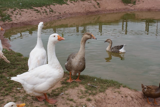 geese-ducks.jpg