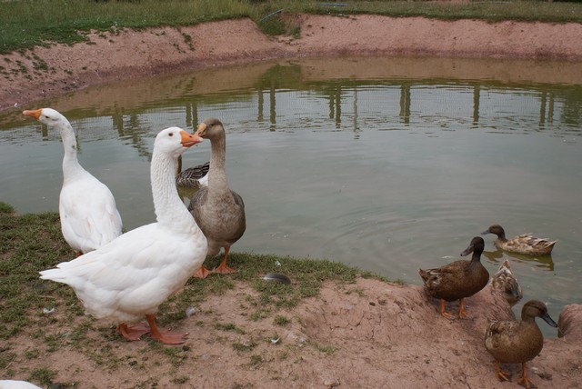 geese-ducks2.jpg