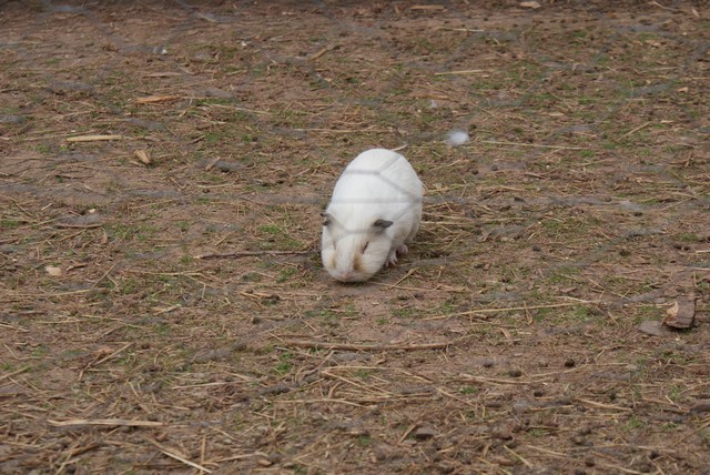 guinea-pig.jpg