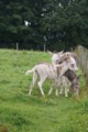 baby-donkey-3.jpg